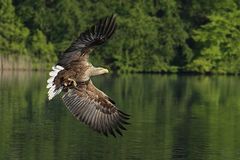 Seeadler - Fest im Griff