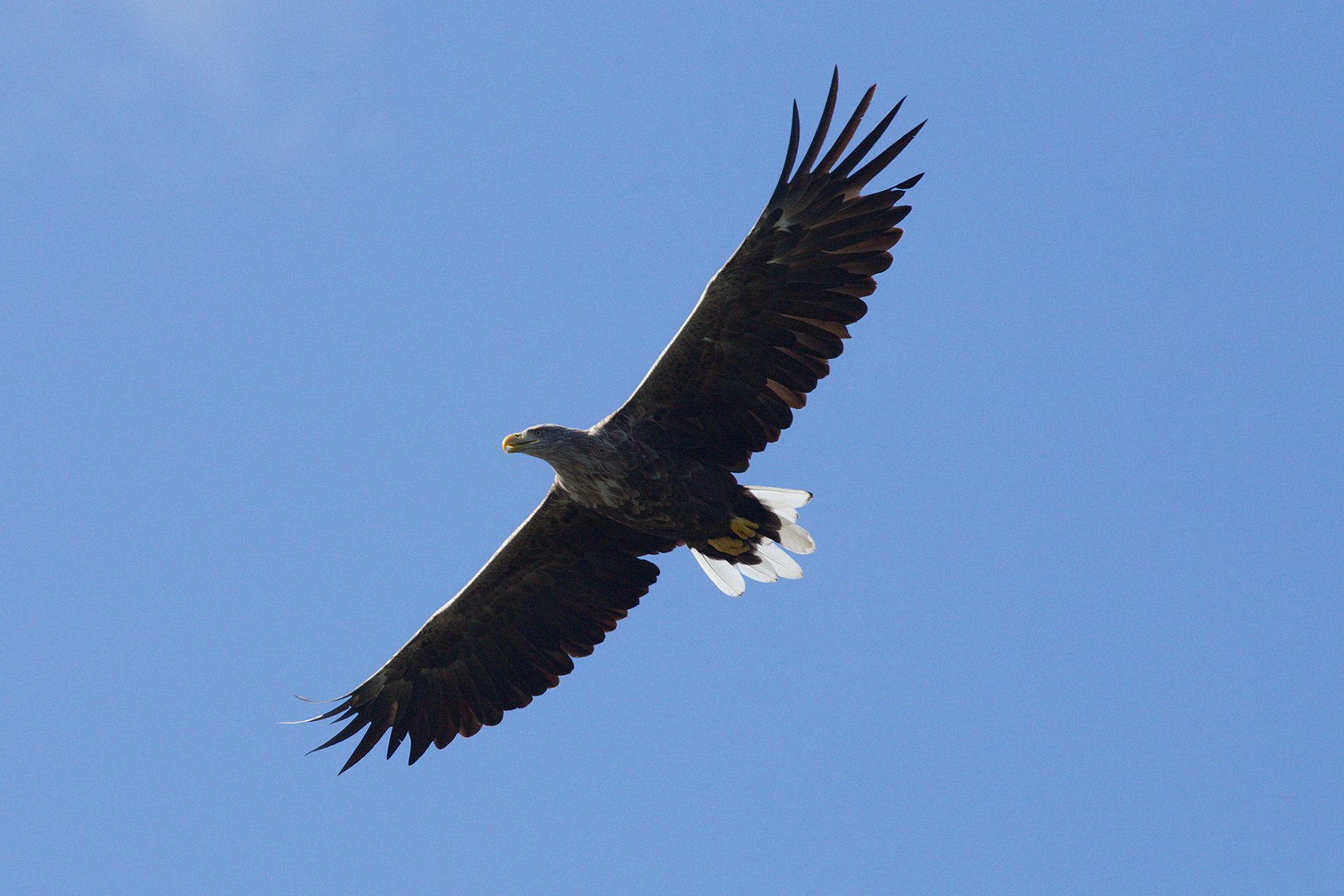 Seeadler