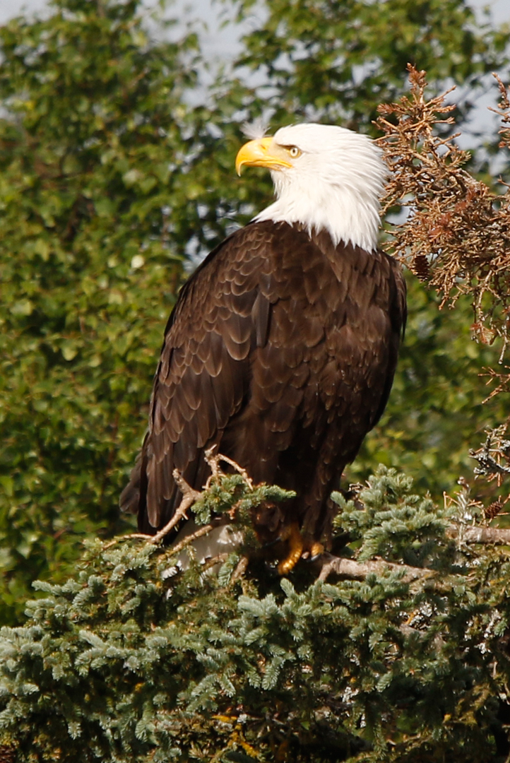 Seeadler