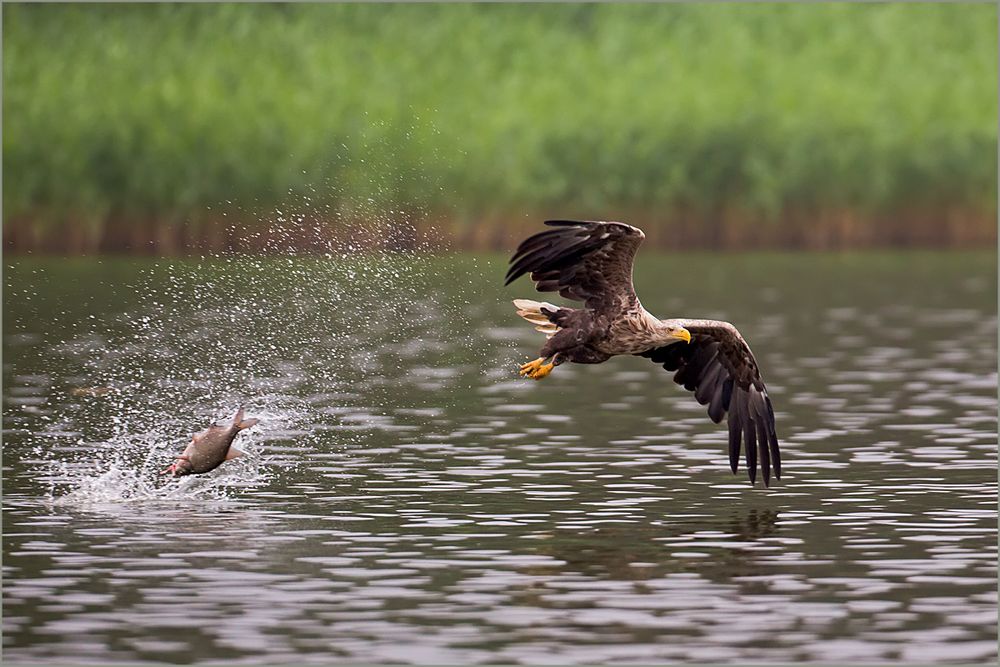 Seeadler Fisch