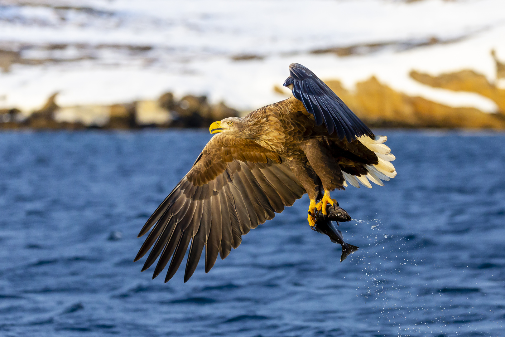 Seeadler Fisch geht immer