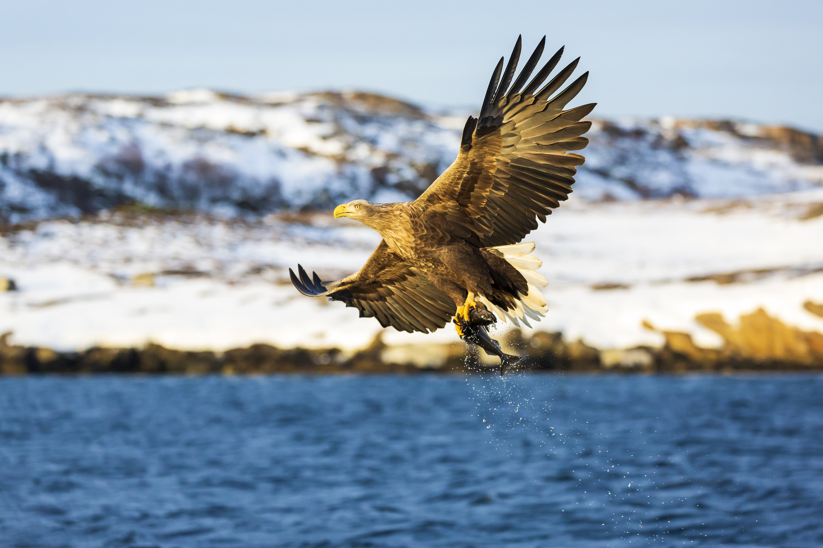 Seeadler Fisch geht immer 2