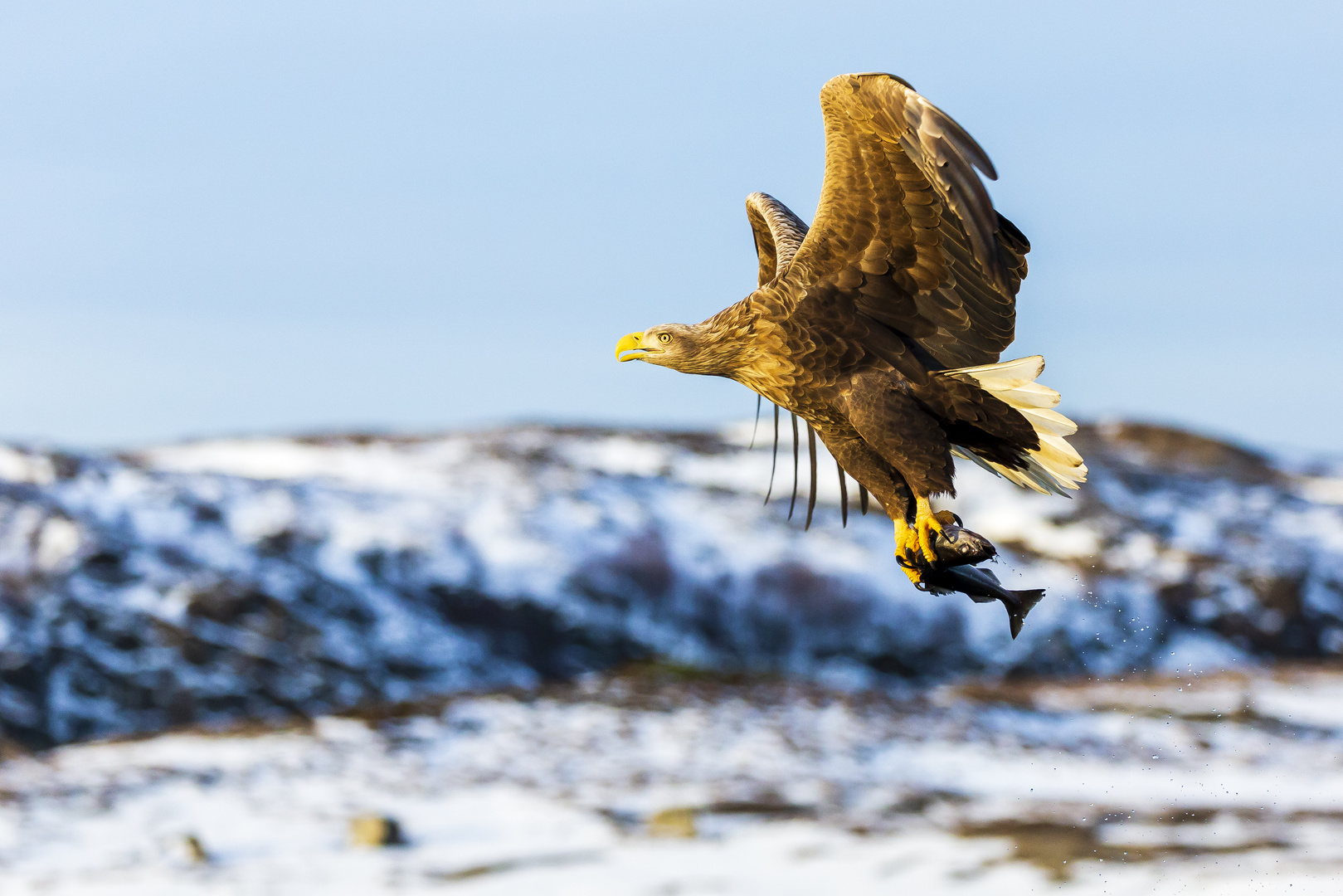 Seeadler Fisch geht immer 3