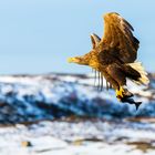 Seeadler Fisch geht immer 3