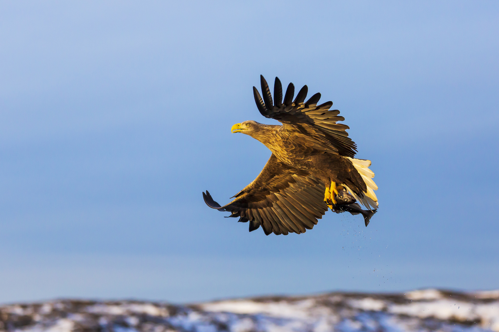 Seeadler Fisch geht immer 4