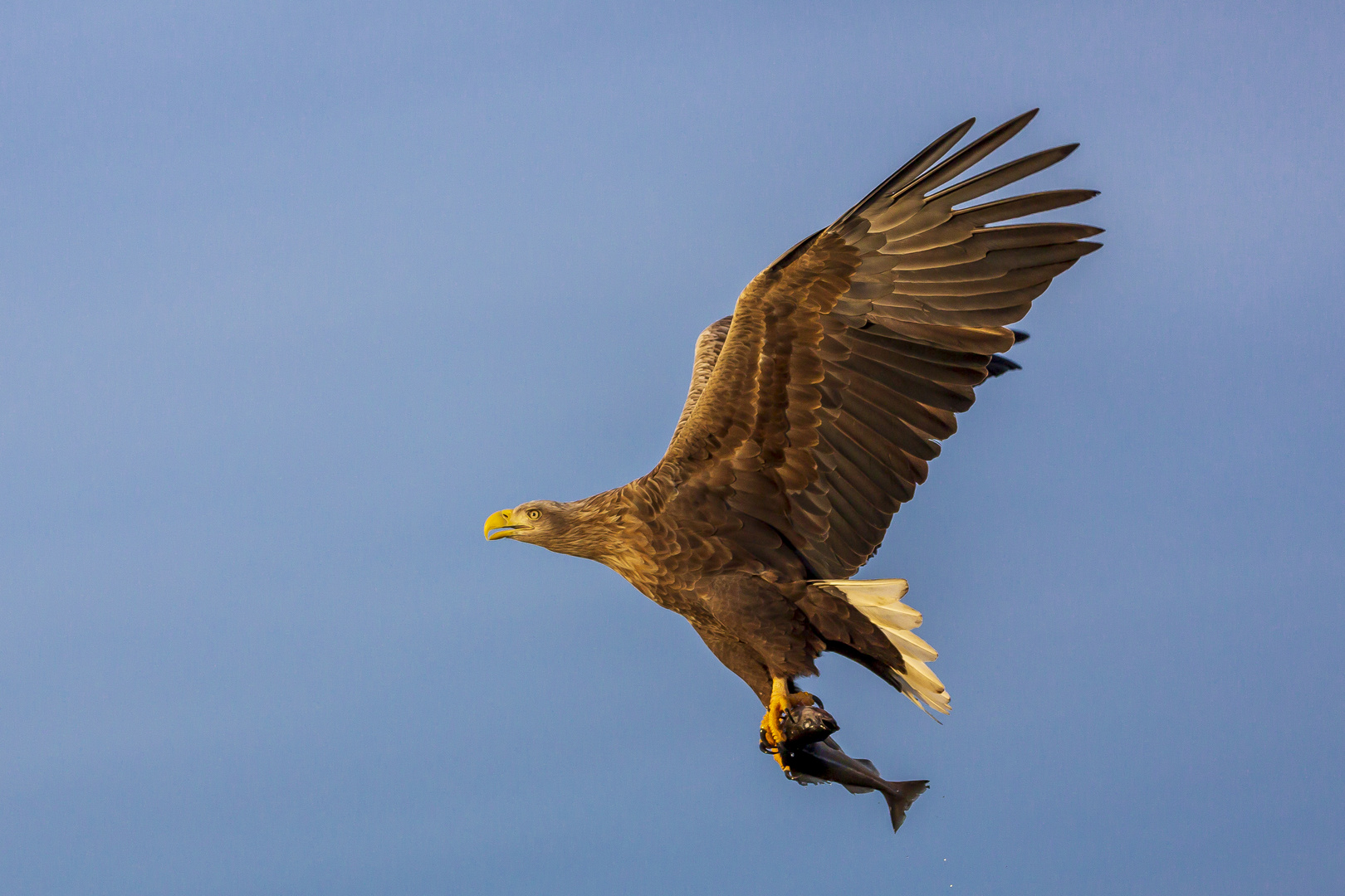 Seeadler Fisch geht immer 5