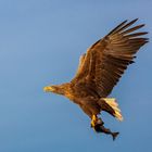 Seeadler Fisch geht immer 5