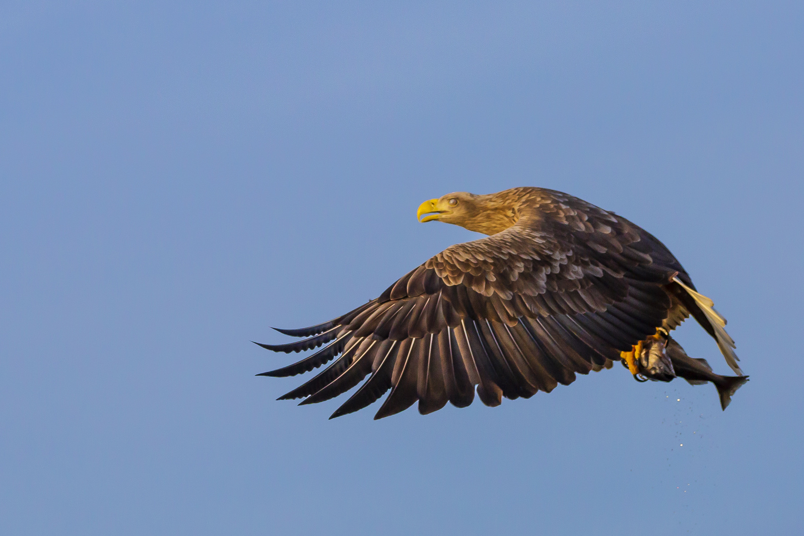 Seeadler Fisch geht immer 6