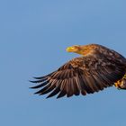 Seeadler Fisch geht immer 6