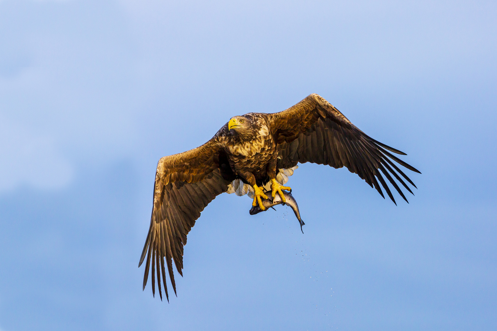 Seeadler Fisch Lieferservice 