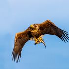 Seeadler Fisch Lieferservice 