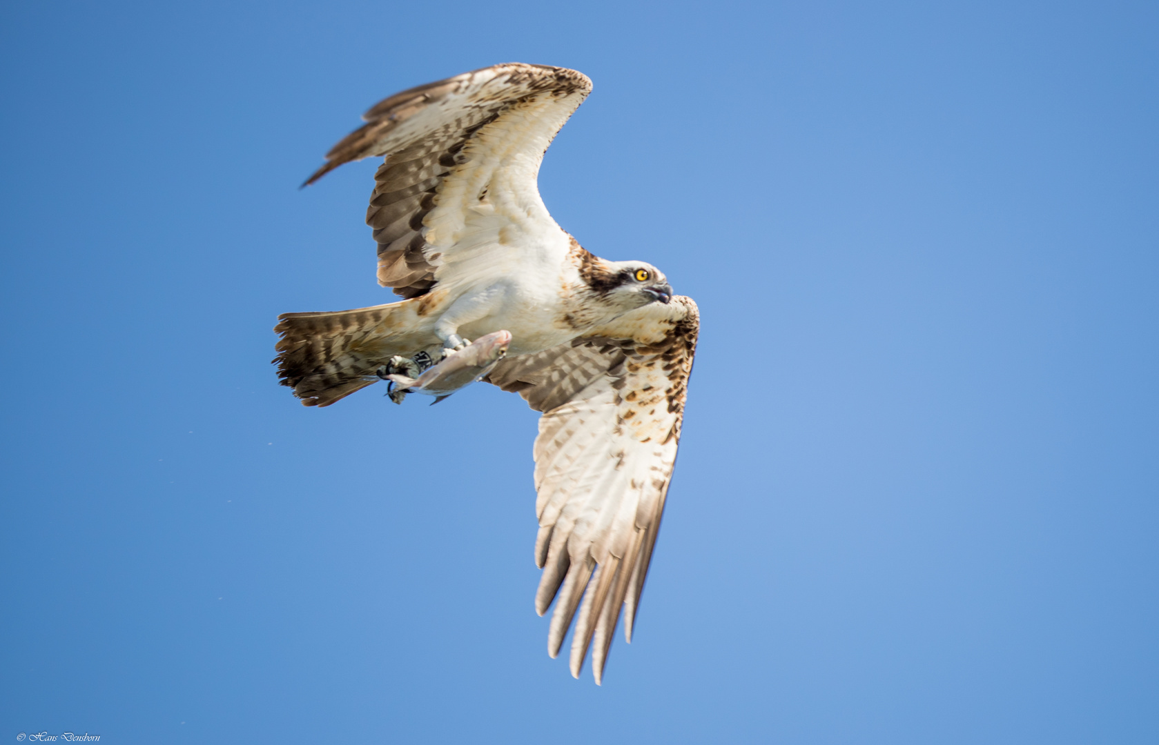 Seeadler Fischadler 2018.06.28 767