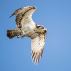 Seeadler Fischadler 2018.06.28 767