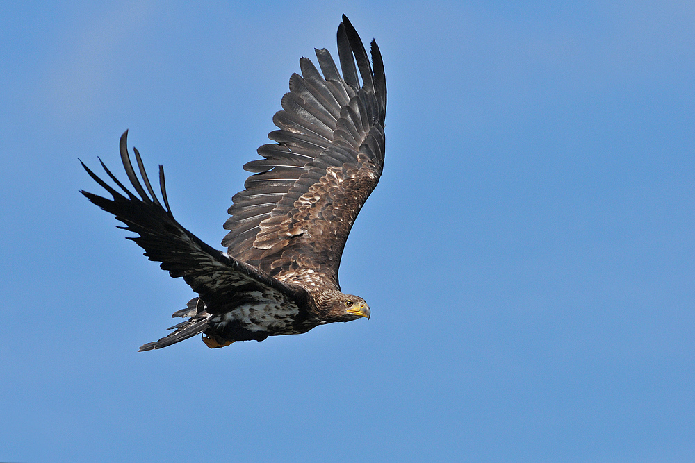 Seeadler - Fliegen