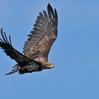 Seeadler - Fliegen