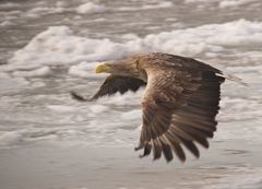 Seeadler Flug