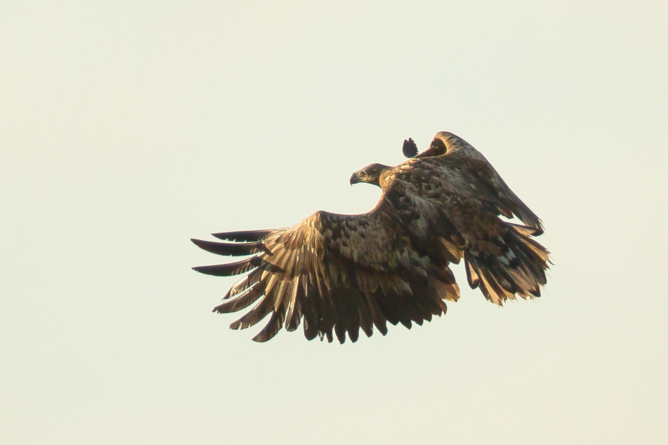 Seeadler - Flug gegen die Abendsonne