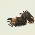 Seeadler - Flug gegen die Abendsonne