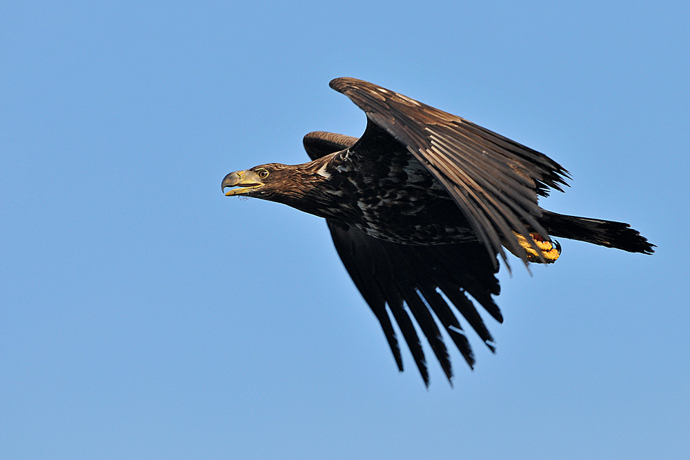 Seeadler - Flug, Überraschung gelungen