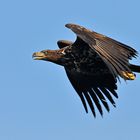 Seeadler - Flug, Überraschung gelungen