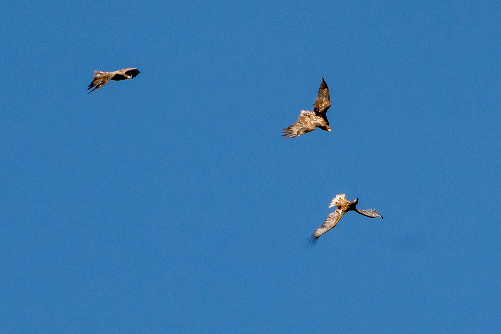 Seeadler Flugschule