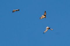 Seeadler Flugschule