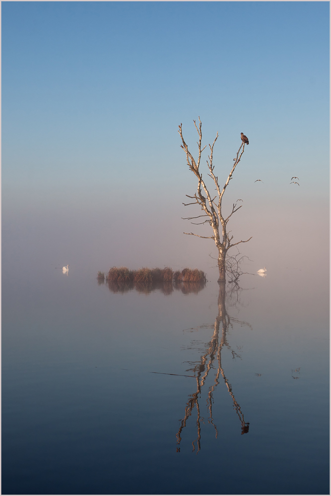 Seeadler fotografieren oder in den Hintern beißen...