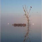 Seeadler fotografieren oder in den Hintern beißen...