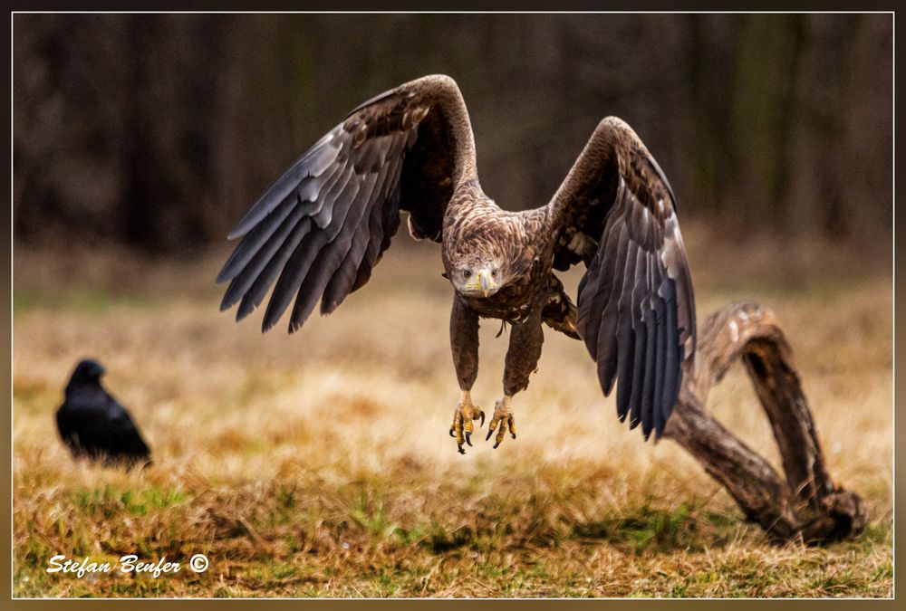 Seeadler Frontal