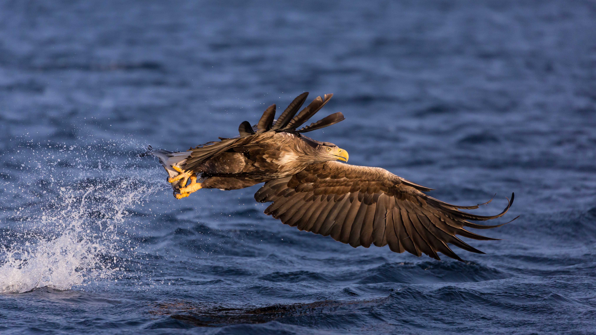 Seeadler geballte Kraft 