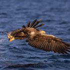 Seeadler geballte Kraft 