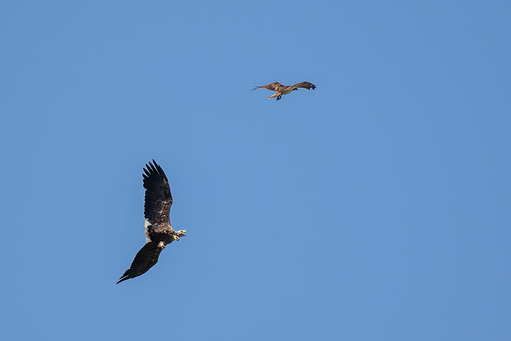 Seeadler gegen Fischadler