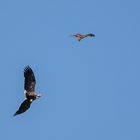 Seeadler gegen Fischadler