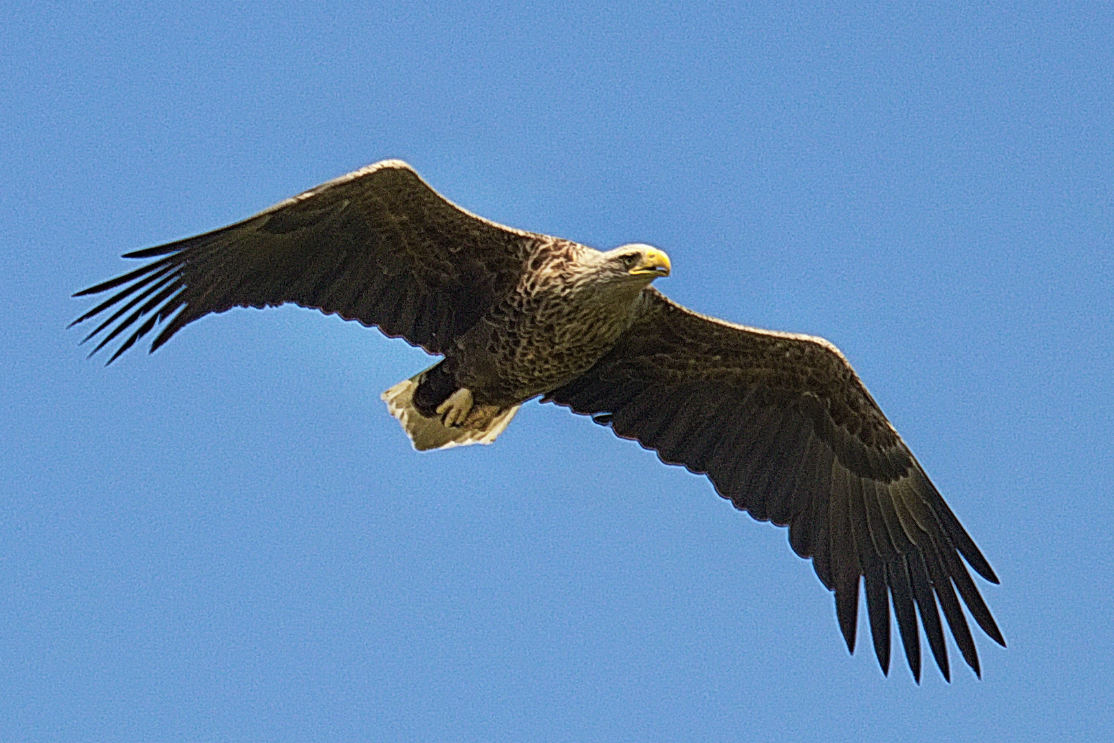 Seeadler, genervt, im eleganten Abgang