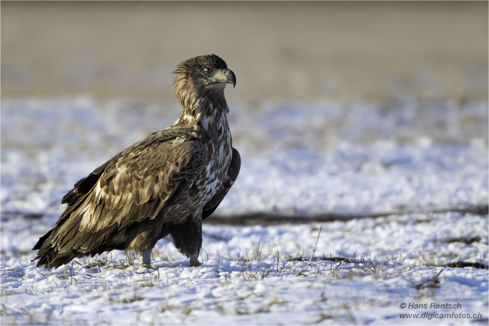 Seeadler geniesst die Sonne