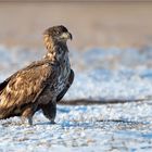 Seeadler geniesst die Sonne