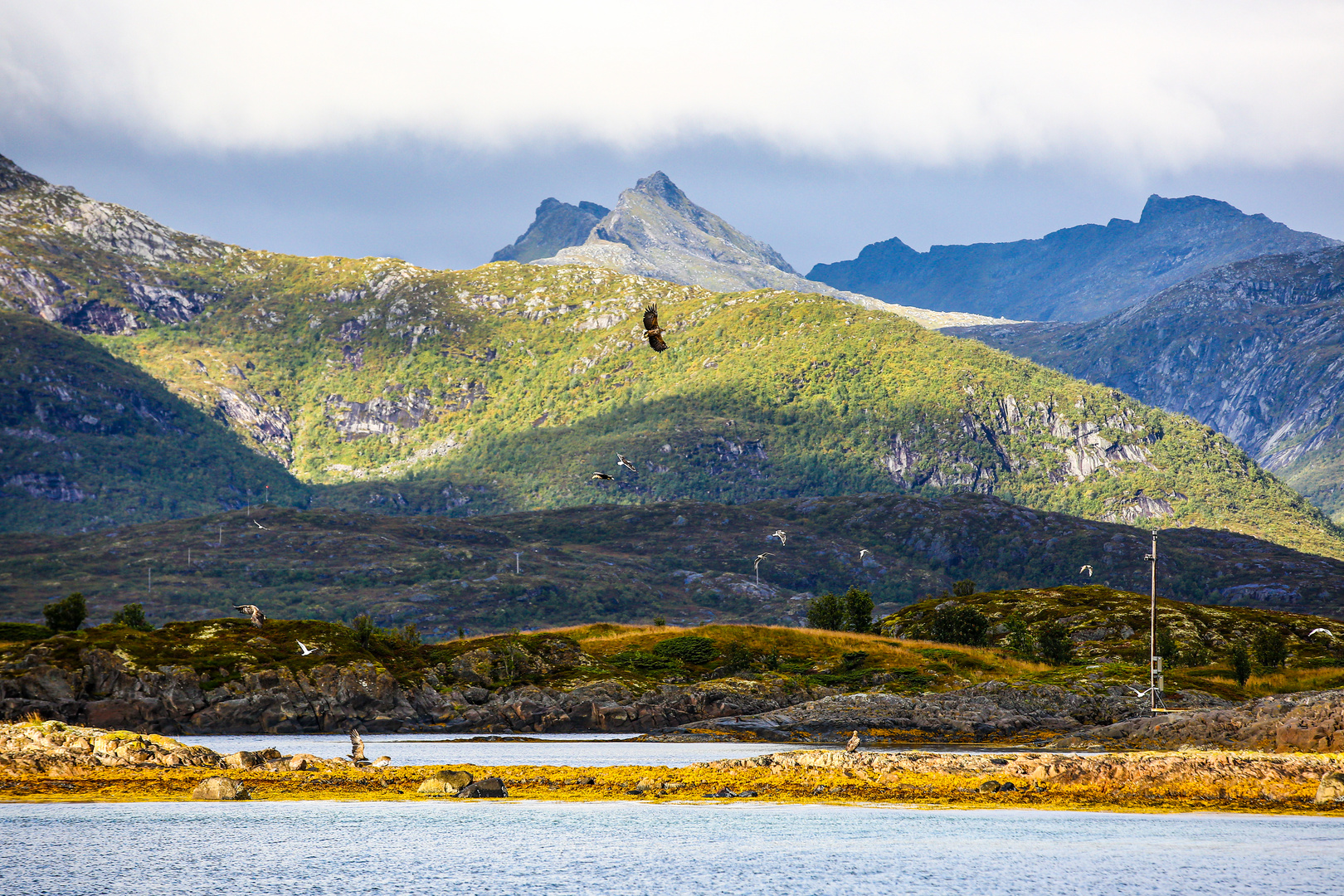 Seeadler-Gewimmel im Raftsund