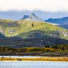 Seeadler-Gewimmel im Raftsund