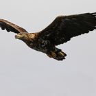 Seeadler Gjesværstappan