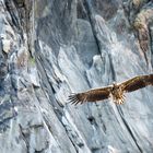 Seeadler Gleitflug an Felswand