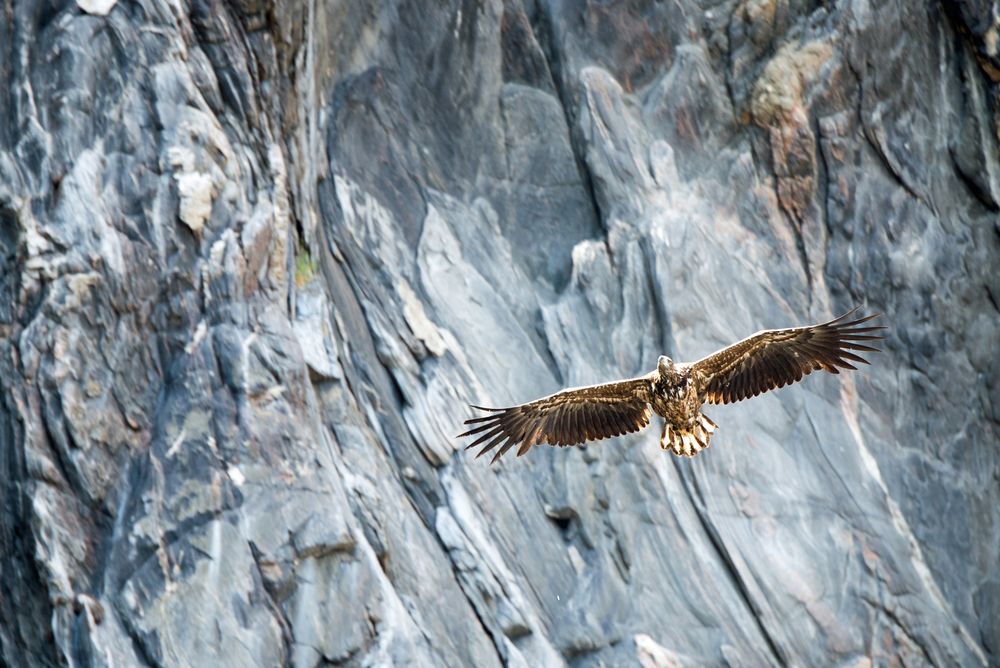 Seeadler Gleitflug an Felswand