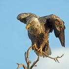 Seeadler (Goldeneagle)