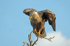 Seeadler (Goldeneagle)