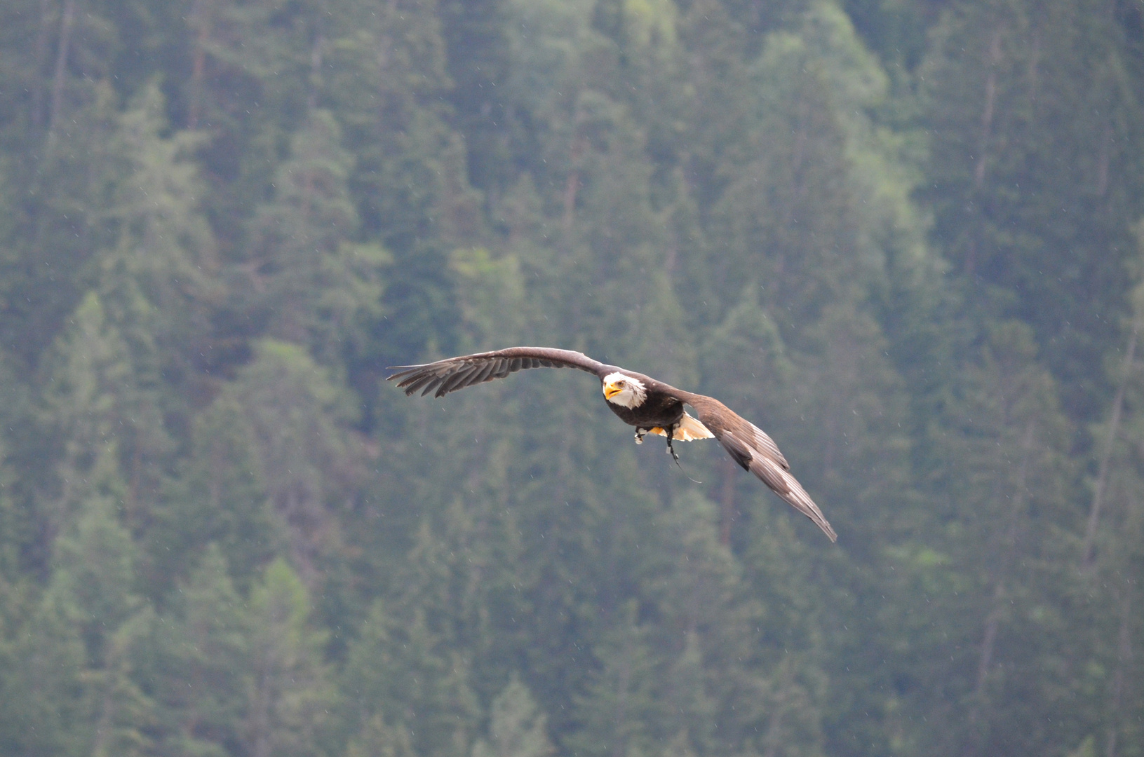 Seeadler Greifvogelpark Umhausen