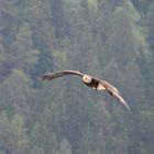 Seeadler Greifvogelpark Umhausen