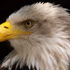 Seeadler Greifvogelstation Hellenthal