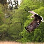 Seeadler Großer Luzinsee