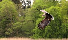 Seeadler Großer Luzinsee