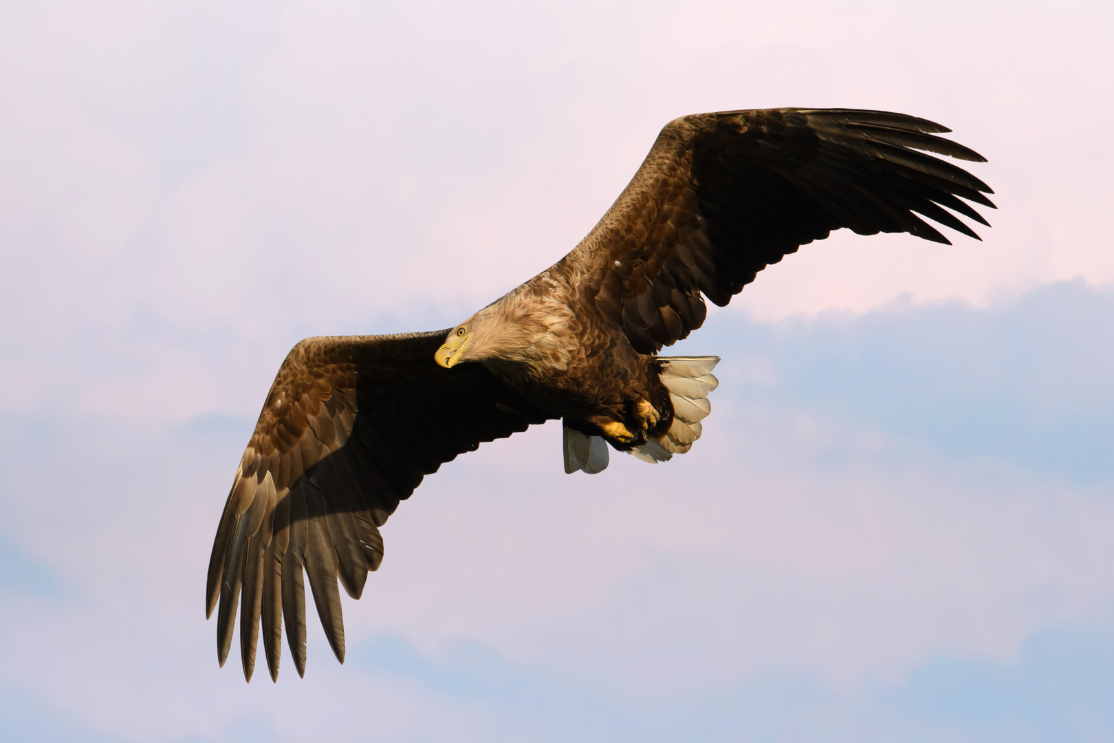 Seeadler hält Ausschau