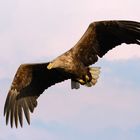 Seeadler hält Ausschau